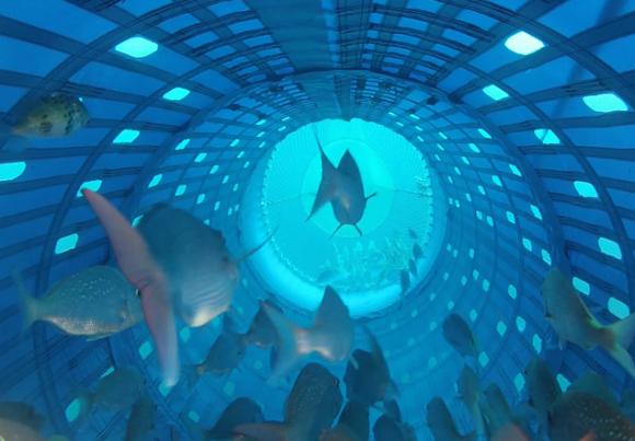 Nueva Zelanda enseña al mundo cómo pescar