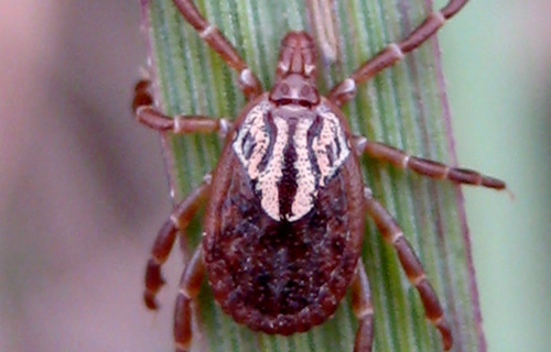 Cientificos Argentinos hallan que la clave de una bacteria que afecta a los humanos está en la garrapata