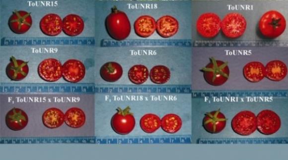 Investigadores Argentinos logran tomates ricos y con mayor vida de poscosecha