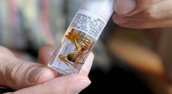 Científicos argentinos describen por primera vez la hembra de un arácnido australiano