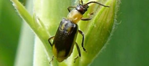 Investigadoras Argentinas desarrollan un insecticida biológico