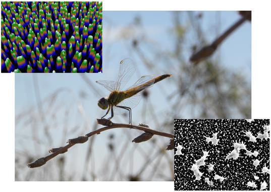 Nanoestructuras antibacterianas imitan las alas de las libélulas
