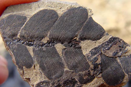 Estudios en la Antártica y Patagonia revelan verdes bosques con ambos continentes unidos