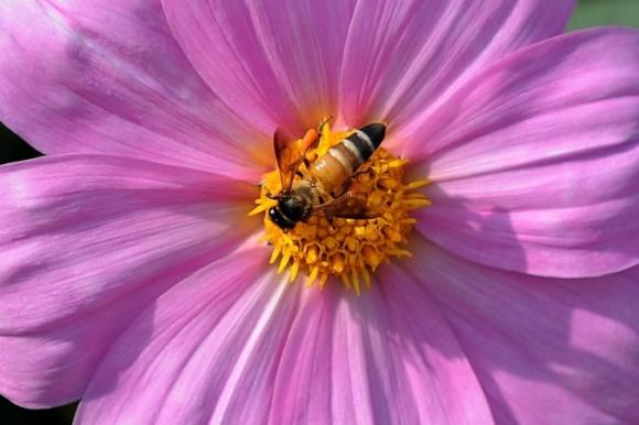 Derribando mitos: ¿se extinguen las abejas? ¿Afectará a los alimentos?