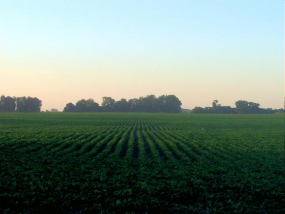 ¨En Argentina vamos al monocultivo¨