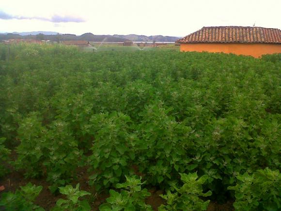 Colombia promueve la Quinua