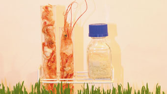 Cientificos Argentinos desarrollan un innovador compuesto del descarte de crustáceos que sirve para proteger a los cultivos