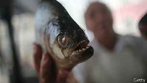 Rosario ARG. Más de 60 heridos por ataque de peces palometa