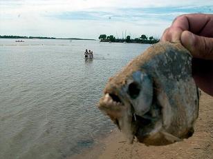 Nuevo ataque de palometas asesinas, esta vez en Misiones