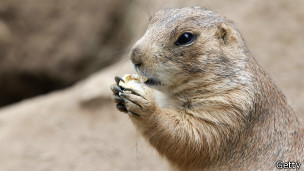 La curiosa ¨ola mexicana¨ de los perritos de la pradera