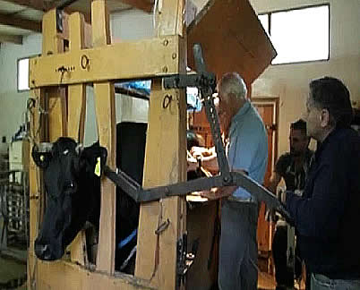 Las vacas argentinas que pueden salvar el planeta