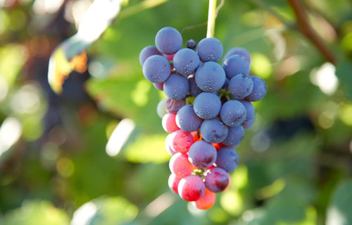 Científicos argentinos desarrollan polvo para usar como aditivo saludable en bebidas