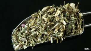 ¿Hay pruebas de que la equinácea previene la gripe?