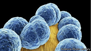 ¿Cuál es la función del apéndice humano?