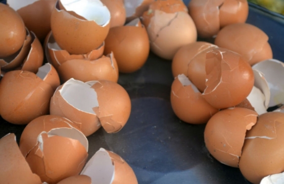 Investigadores Argentinos del INTI desarrollaron una pintura industrial a base de cáscara de huevo