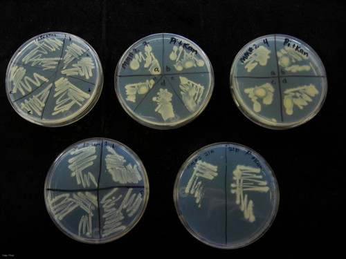 Investigadores Argentinos diseñaron un reactor continuo para que las bacterias autóctonas se den “festines” con la contaminación ambiental
