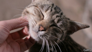 ¿Es bueno acariciar a las mascotas?