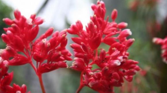 Investigadora Argentina desarrolla un plaguicida biodegradable e innovador basado en una terapia floral