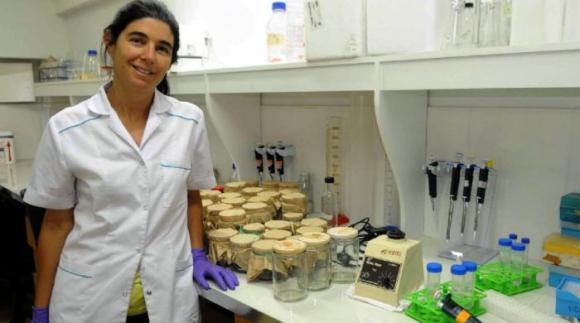 Investigadora Argentina demostró que hay plantas transgénicas naturales