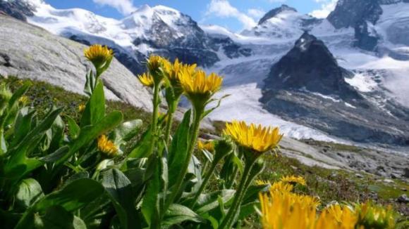 Animales y plantas acomodándose a mayor altitud en ecosistemas de montaña por el calentamiento global