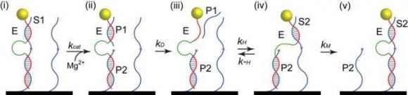 Diseñan un motor de ADN capaz de andar a lo largo de un nanotubo