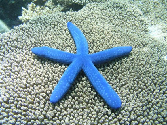 ¿Dónde tienen sus ojos las estrellas de mar?