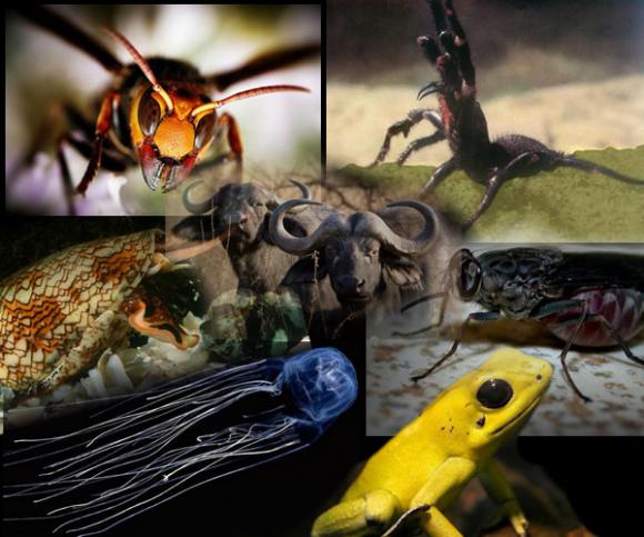 Animales poco conocidos pero sumamente mortíferos