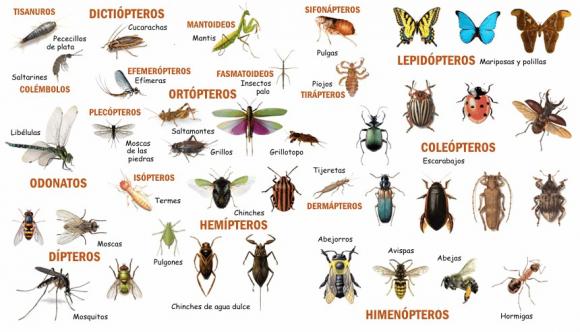 Los 10 insectos mas raros del mundo
