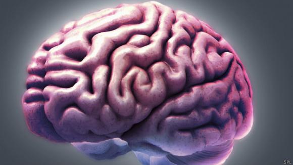 Una parte del cerebro que nos hace humanos
