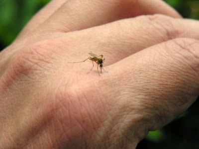 Explican por qué los mosquitos son atraídos por la piel humana y la respiración