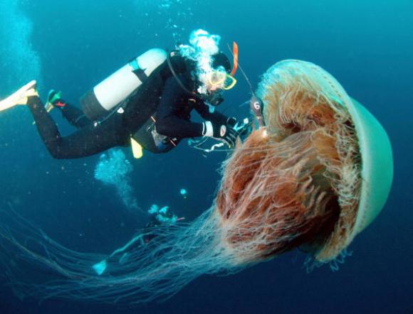 Investigan medusas gigantes de 1,5 metros en las costas de Tasmania