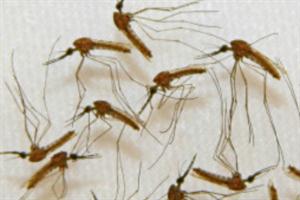 Los nazis planeaban ataques con mosquitos infectados de malaria