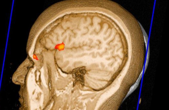 Cientificos Argentinos descubren cuánto tarda en formarse un recuerdo