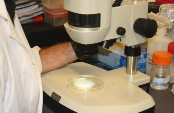 Investigadores Argentinos identifican mutaciones claves asociadas al hipotiroidismo congénito