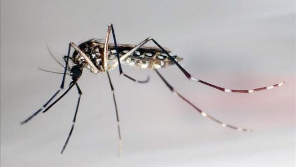 San Isidro: Cronograma semanal de fumigaciones (24 al 28/2) 