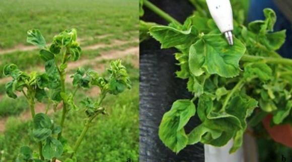 Cientificos Argentinos descifran el genoma de virus que ataca a la alfalfa