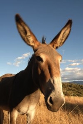 Exdiputada fueguina a juicio por falsificar título secundario