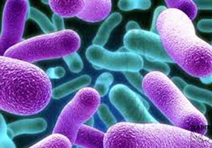 Cientificos Argentinos logran detener el crecimiento de la bacteria que produce la tuberculosis