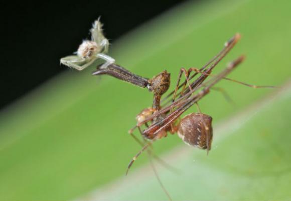 Arañas pelicano, cazadoras especializadas