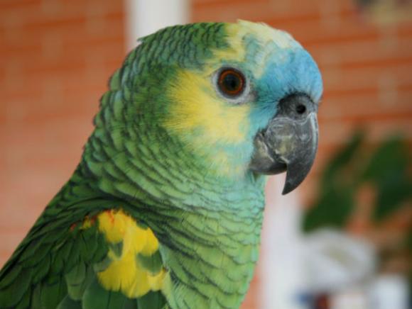 Los loros ¿sólo repiten o entienden lo que dicen?