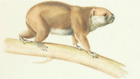 Animales en retrospectiva