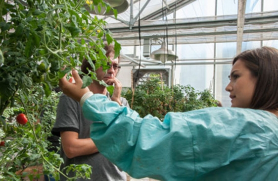 Investigadores Argentinos y Brasileros descubren una proteína que aumenta la cosecha en plantas de tomate