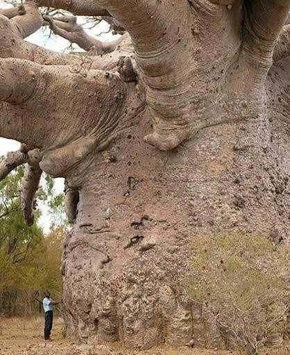El inmenso baobab!