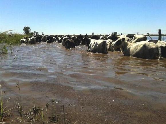 Santa Fe decretó la emergencia agropecuaria en algunas localidades del departamento Castellanos
