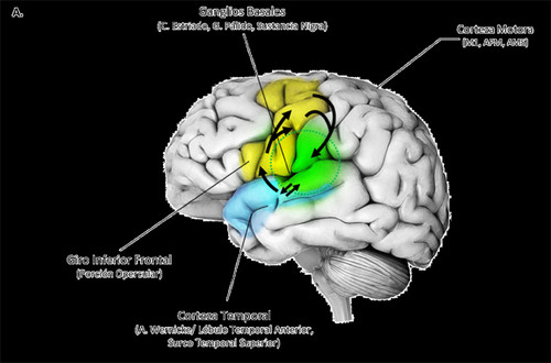 Cientificos Argentinos demuestran que los déficits en el lenguaje pueden anticipar enfermedades neurodegenerativas