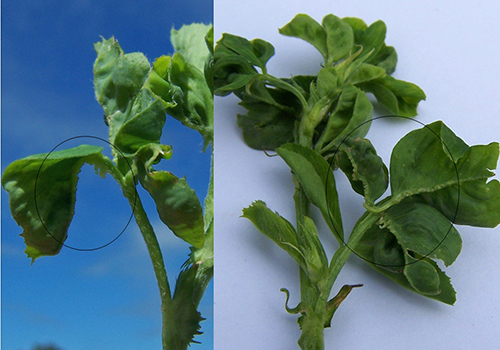 Investigadores Argentinos secuencian el genoma de un virus que afecta a la alfalfa