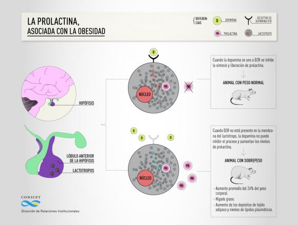 Investigadores Argentinos demuestran la relación entre la prolactina y la obesidad