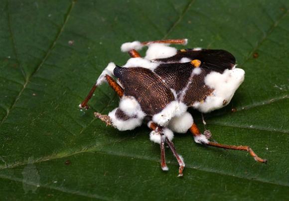 Cientificos Argentinos desarrollan un bioinsecticida contra una mosquita que perjudica a la yerba mate‏