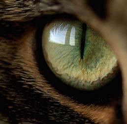 Sabías que las mascotas con un sexto sentido pueden detectar enfermedades?