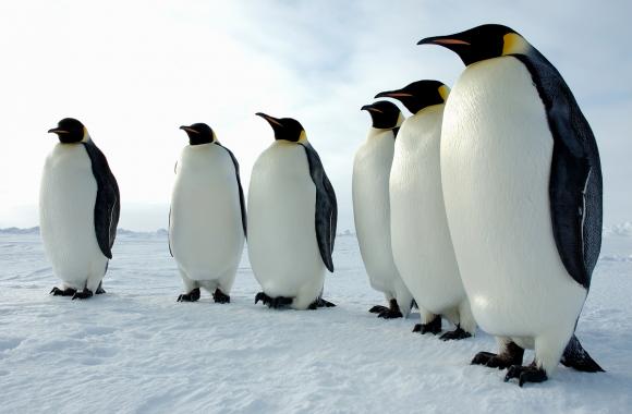 Antártida: Identifican virus de la gripe aviar en pingüinos 